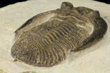 Bargain, Zlichovaspis Trilobite - Lghaft, Morocco #100388-3